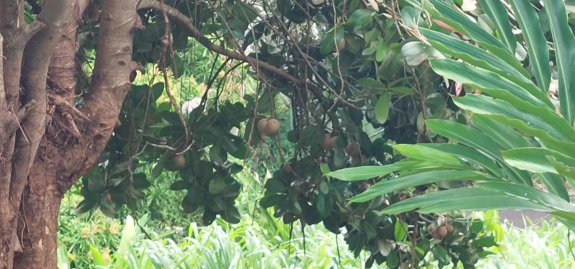 Studio Au Vert Pre Le Robert 0*,  Martinique